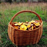Способы разведения съедобных грибов на дачном участке
