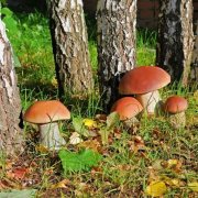 Выращивание белого гриба в домашних условиях и промышленных масштабах