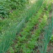 Посадка и уход за луком Чернушка – выращивание культуры