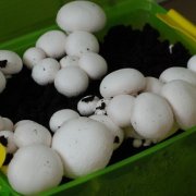 Выращивание мицелии грибов в домашних условиях