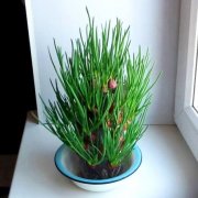 Выращивание зеленого лука в пластиковых бутылках
